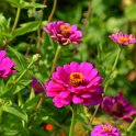 Zinnia elegans 'Super Yoga pourpre' (2)
